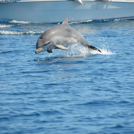 Maria Кампелло